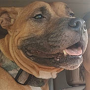 Babygyrl joined the competition — help win amazing prizes! brown_fur, canine, car_interior, close_up, collar, companion, dog, eyes, happy, human_partial, jowls, muzzle, nose, pet, portrait, seat, smile, snout, tongue_out, wrinkles