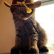 Miso is registered to the contest to win money with this photo: cat, tabby, cowboy_hat, hat, indoor, pet, animal, window, table, fur, whiskers, serious, brown, cute, domestic_cat, sitting, feline, costume, accessory, portrait