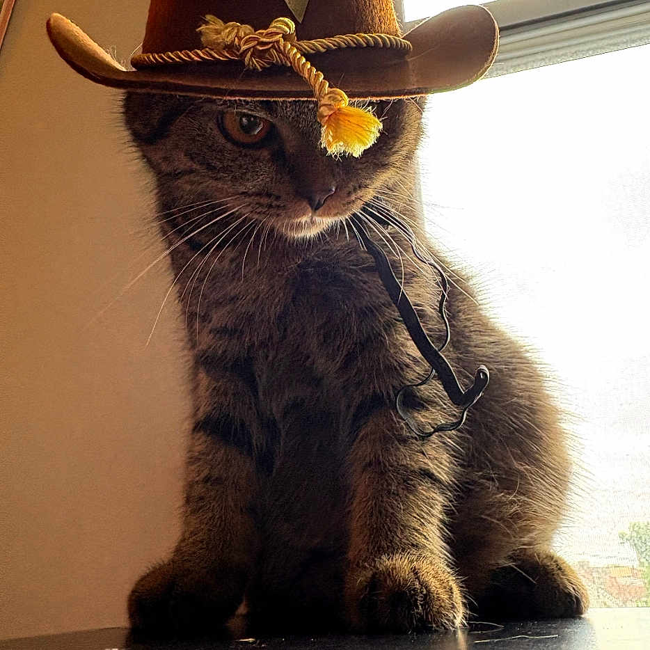 Miso is registered to the contest to win money with this photo: cat, tabby, cowboy_hat, hat, indoor, pet, animal, window, table, fur, whiskers, serious, brown, cute, domestic_cat, sitting, feline, costume, accessory, portrait