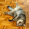Miso is registered to the contest to win money with this photo: amber_eyes, animal, cat, curious, cute, domestic_cat, feline, flooring, fur, indoor, looking_up, lying_down, parquet, pet, playful, relaxed, tabby, tail, whiskers, wooden_floor