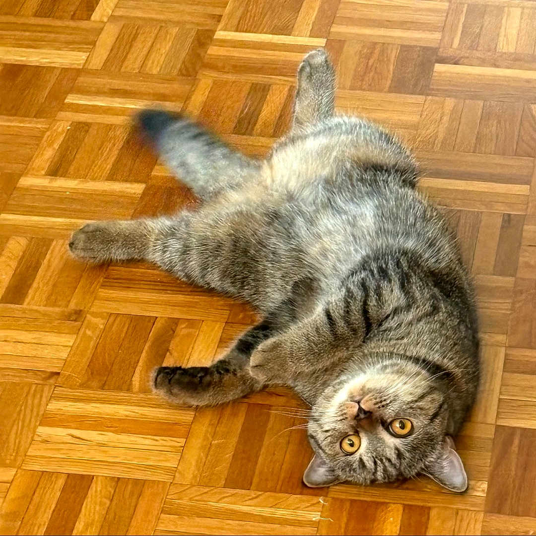 Miso
