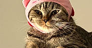 Miso joined the competition — help win amazing prizes! animal, cat, close_up, costume, cute, ears, expression, face, feline, fur, gray_surface, hat, indoor, pet, pink_hat, portrait, resting, soft_texture, tabby_cat, whiskers