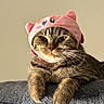 cat, tabby_cat, pet, animal, feline, hat, pink_hat, costume, cute, portrait, indoor, soft_texture, gray_surface, whiskers, ears, close_up, resting, fur, face, expression