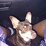 Midas joined the competition — help win amazing prizes! dog, brown_dog, white_markings, large_ears, pet, inside_car, car_interior, person_legs, purple_shorts, plaid_shorts, black_shoes, flash_lighting, close_up, alert_dog, sitting, floor_mat, collar, canine, domestic_animal, companion