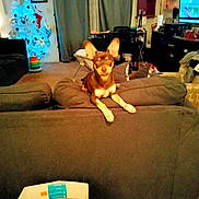 Midas is registered to the contest to win money with this photo: dog, couch, living_room, christmas_tree, curtains, furniture, box, holiday_decor, indoor, pet, canine, carpet, television, lamp, wall_art, stocking, table, chair, household_items, relaxed
