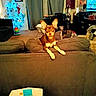 box, canine, carpet, chair, christmas_tree, couch, curtains, dog, furniture, holiday_decor, household_items, indoor, lamp, living_room, pet, relaxed, stocking, table, television, wall_art