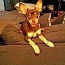Midas is registered to the contest to win money with this photo: dog, small_dog, brown_dog, perky_ears, indoor, couch, furniture, living_room, pet, animal, canine, relaxed, home, carpet, chair, table, curious, domestic, ears, paw