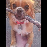 Rocket is registered to the contest to win money with this photo: dog, stick, pet, animal, cute, brown_fur, collar, outdoor, hand, tattoo, paw, closeup, playing, nature, concrete, canine, adorable, friendly, young_dog, expression