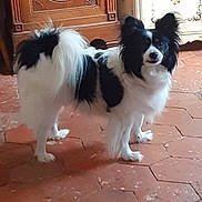 Bobby participe au concours pour gagner de l'argent avec cette photo : dog, black_and_white, fluffy, indoor, floor, terracotta_tiles, furniture, window, curtains, ears, pet, animal, standing, looking, curious, tail, long_hair, companion, domestic, cute