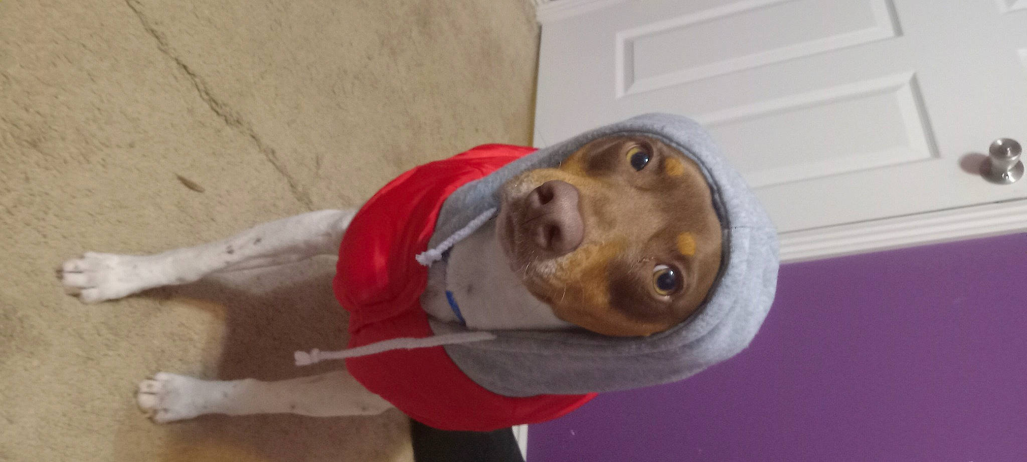 Rocky joined the competition — help win amazing prizes! canidae, carnivore, companion_dog, dog, dog_breed, dog_supply, fawn, fur, jaw, liver, non_sporting_group, pet_supply, snout, sporting_group, whiskers, wood, working_animal, wrinkle