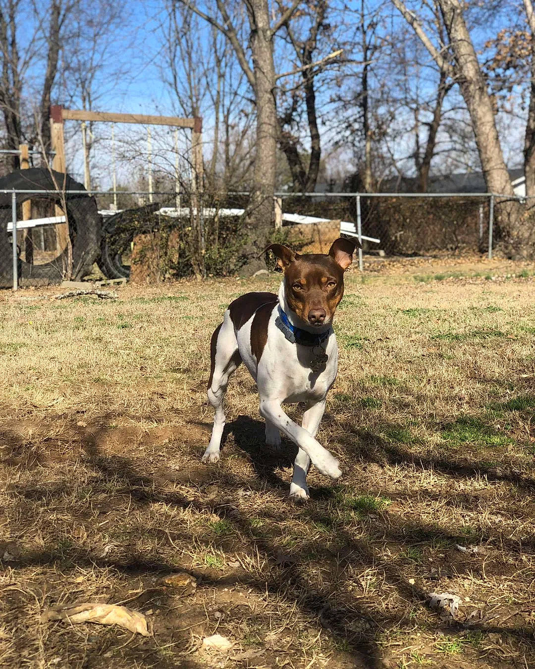 Rocky joined the competition — help win amazing prizes! bovine, carnivore, collar, companion_dog, dog, dog_breed, dog_collar, fawn, grass, landscape, pasture, plant, sky, soil, tail, tree, winter, wood, working_animal, working_dog