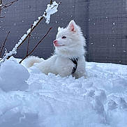 Fidjji participe au concours pour gagner de l'argent avec cette photo : dog, white_dog, snow, outdoor, pet, fluffy, winter, nature, animal, canine, snowy, fur, cold, tree_branch, pink_nose, quiet, serene, background, sitting, portrait