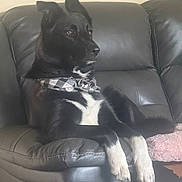 Kody is registered to the contest to win money with this photo: dog, black_dog, white_paws, collar, leather_couch, indoor, pet, relaxed, seated, fur, animal, canine, looking_away, checkered_pattern, home, living_room, comfort, domestic, resting, side_view