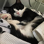 Squeaky joined the competition — help win amazing prizes! cat, black_and_white, sleeping, paw, blanket, cozy, indoor, pet, feline, cute, relaxed, fur, resting, striped_bedding, home, animal, whiskers, pink_paw, comfort, nap