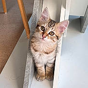 Tagada a rejoint le concours — aidez-le/la à gagner de superbes lots ! kitten, cat, feline, pet, indoor, curious, whiskers, fur, cute, small, tabby, striped, ears, paws, floor, wood, furniture, animal, young, playful