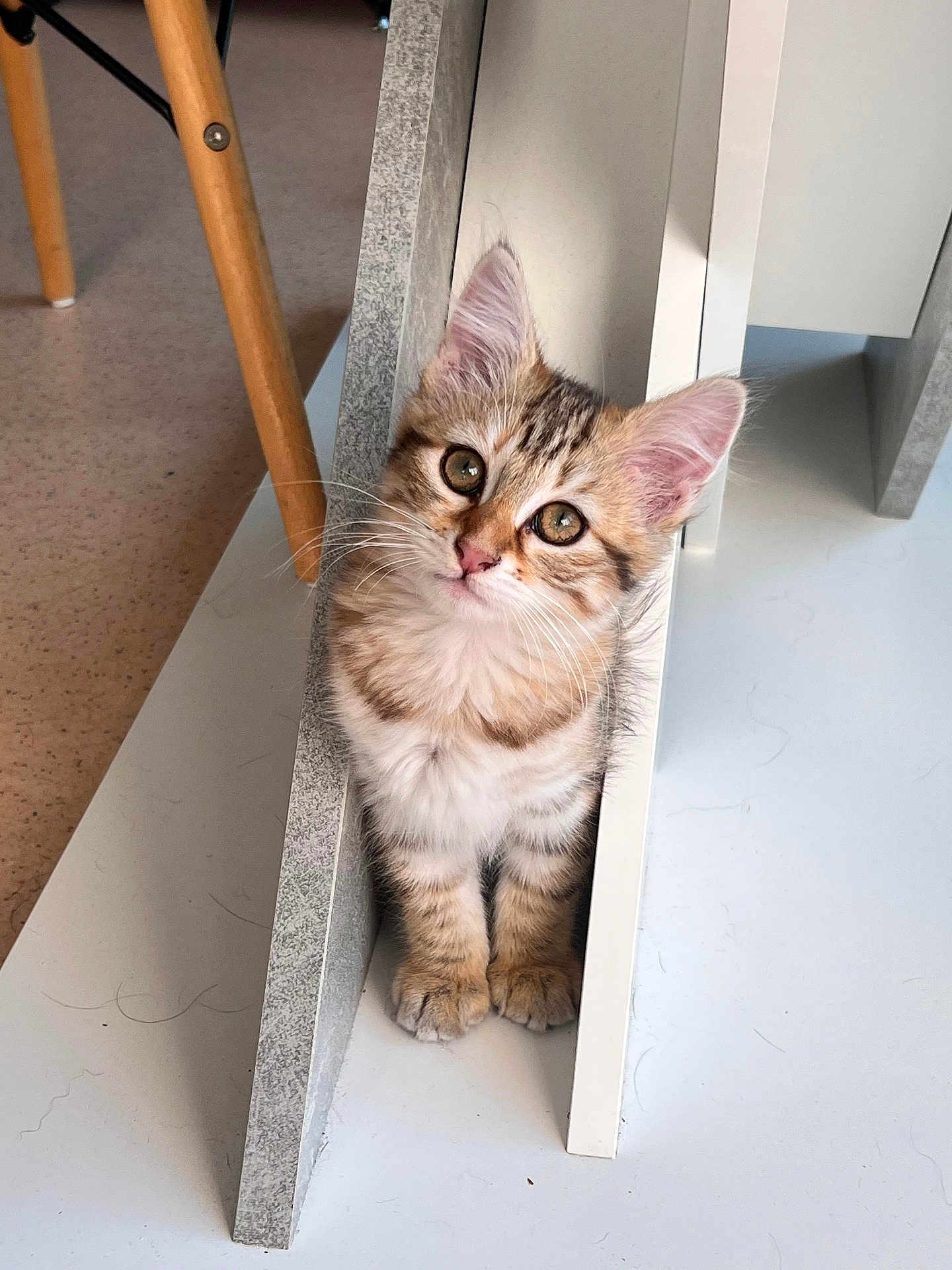 Tagada a rejoint le concours — aidez-le/la à gagner de superbes lots ! kitten, cat, feline, pet, indoor, curious, whiskers, fur, cute, small, tabby, striped, ears, paws, floor, wood, furniture, animal, young, playful