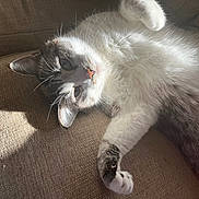 Skittles joined the competition — help win amazing prizes! cat, fluffy, white, gray, pet, animal, feline, couch, furniture, indoor, relaxed, resting, paw, whiskers, sunlight, shadow, texture, cozy, closeup, soft