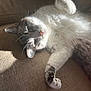 cat, fluffy, white, gray, pet, animal, feline, couch, furniture, indoor, relaxed, resting, paw, whiskers, sunlight, shadow, texture, cozy, closeup, soft