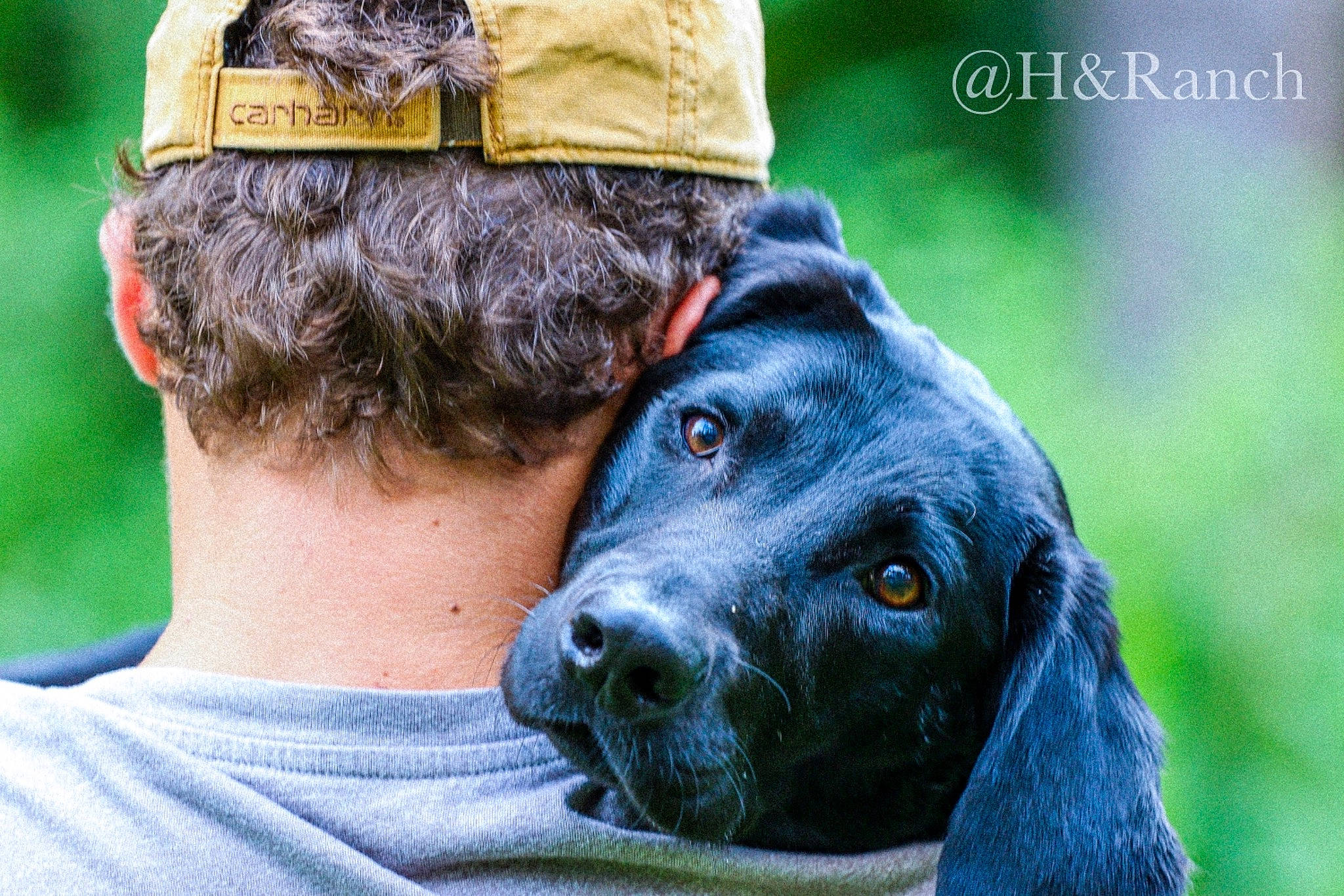 Jetta joined the competition — help win amazing prizes! canidae, carnivore, companion_dog, dog, dog_breed, ear, german_shorthaired_pointer, hunting_dog, labrador_retriever, plott_hound, pointer, puppy, snout, sporting_group