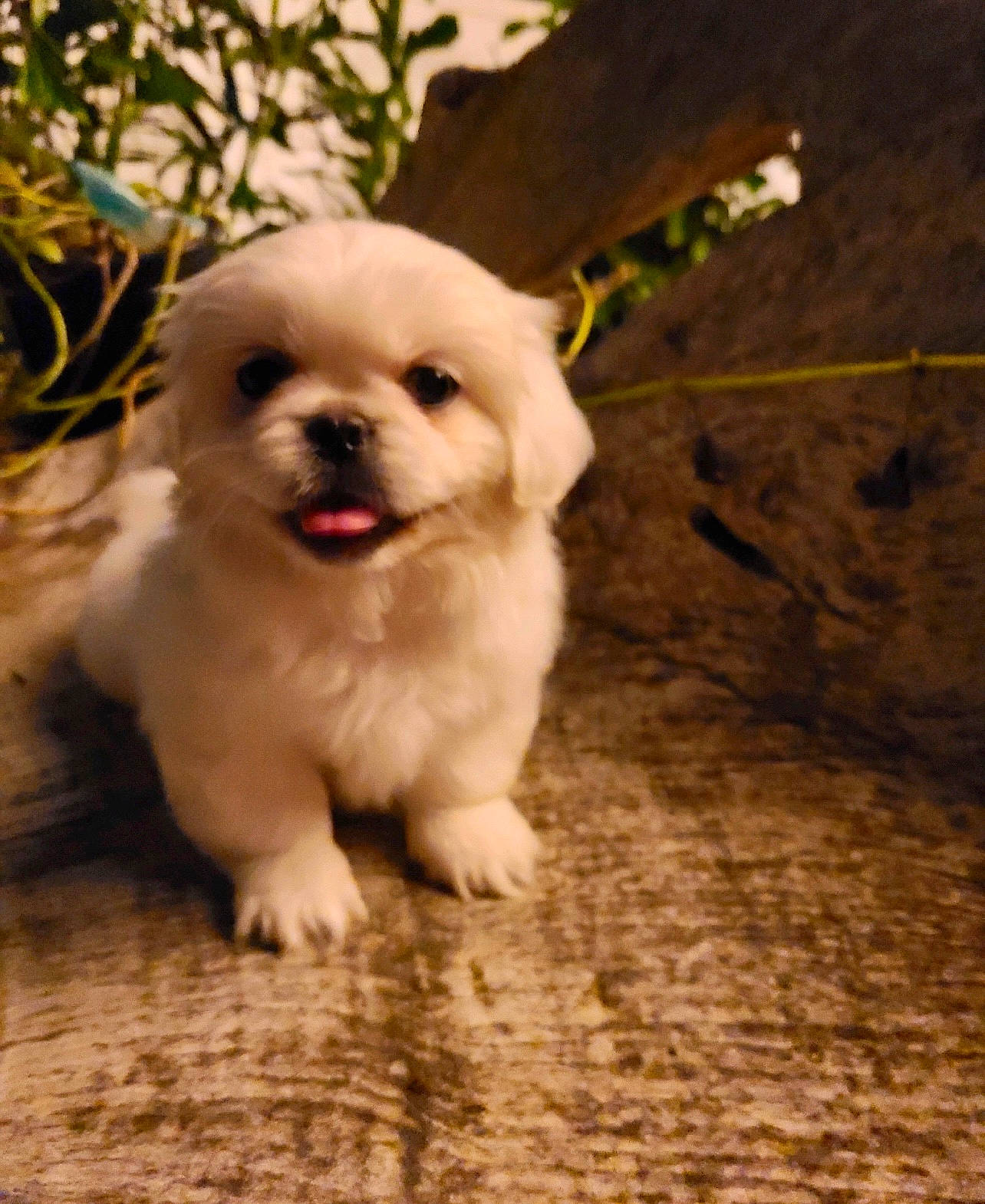 Dexter is registered to the contest to win money with this photo: canidae, carnivore, companion_dog, dog, dog_breed, fawn, fur, grass, happy, maltepoo, non_sporting_group, portrait_photography, puppy, snout, soil, sporting_group, toy_dog, whiskers, wood, working_animal