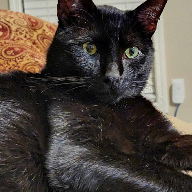 Binks is registered to the contest to win money with this photo: abyssinian, animal, blackcat, cat, chair, couch, egyptiancat, furniture, homedecor, kitten, manx, pet