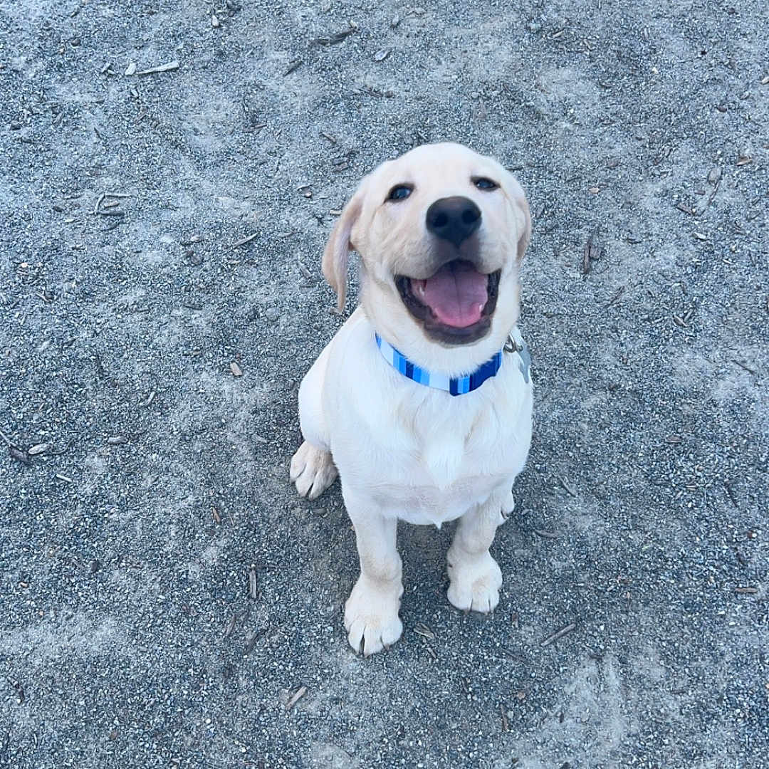 Ollie joined the competition — help win amazing prizes! accessories, animal, beagle, bulldog, canine, dog, face, head, hound, labradorretriever, leash, person, pet, photography, portrait, puppy, rock, soil, strap, whitedog