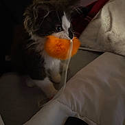 Cosmo joined the competition — help win amazing prizes! animal, bed, black_and_white, cat, comforter, cozy, cute, feline, fur, fuzzy, indoor, kitten, mouth, orange, pet, playful, remote_control, toy, whiskers, young