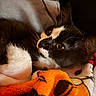 Cosmo is registered to the contest to win money with this photo: animal, black_and_white, blanket, cat, close_up, comfort, cozy, cute, eyes, feline, fur, indoor, orange, pet, relaxed, resting, sleepy, soft, warm, whiskers