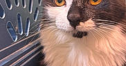 Cosmo joined the competition — help win amazing prizes! alert, amber_eyes, animal, calm, cat, close_up, companion, cute, domestic_cat, ears, feline, fluffy_fur, fur_texture, indoor, pet, pet_carrier, portrait, sitting, tuxedo_cat, whiskers