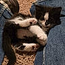 Cosmo is registered to the contest to win money with this photo: animal, black_and_white, carpet, cat, cozy, cute, domestic, footwear, fur, indoor, jeans, kitten, lying_down, paw, person, pet, playful, relaxed, small, whiskers