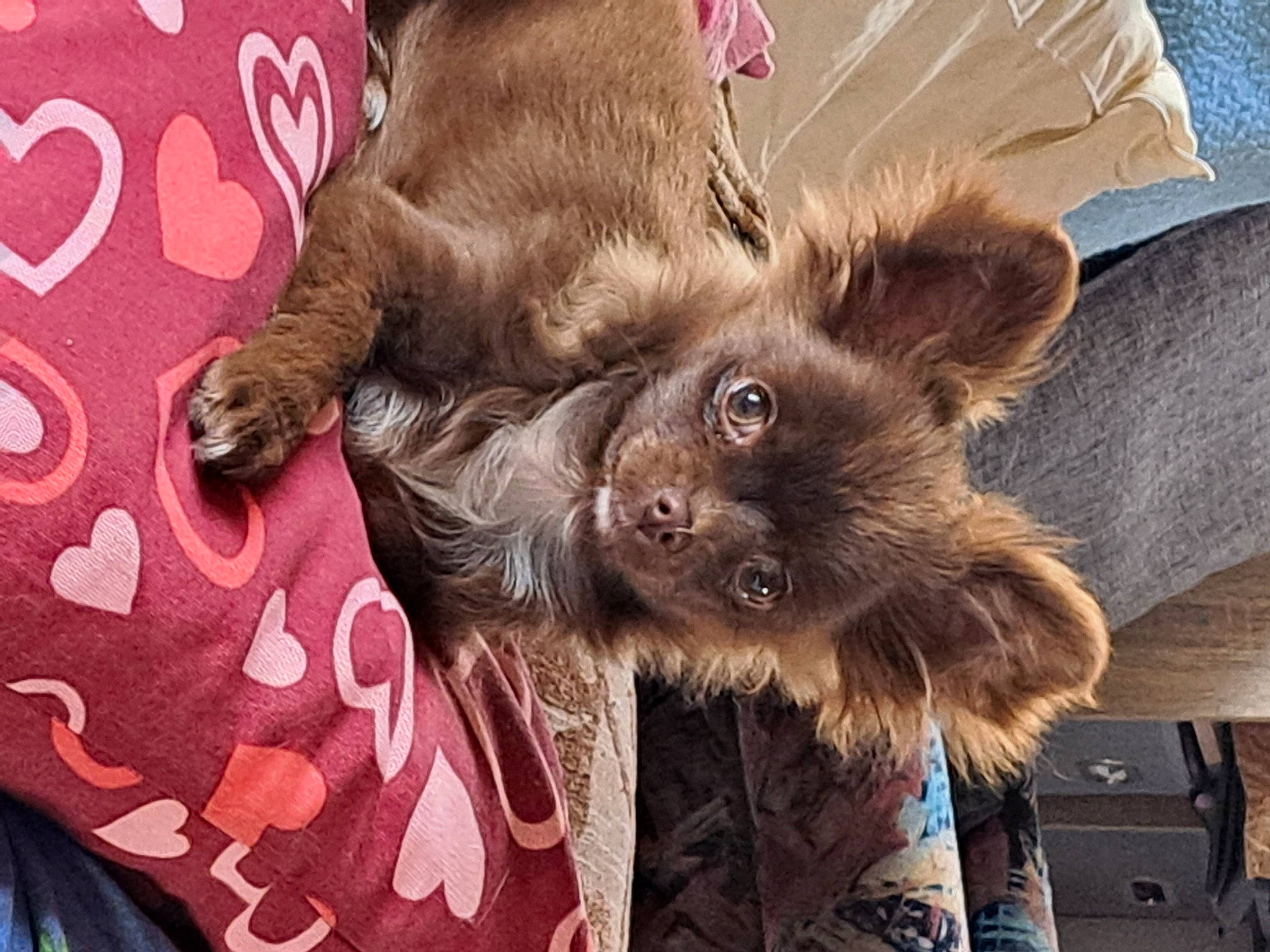 Saya a rejoint le concours — aidez-le/la à gagner de superbes lots ! brown, canidae, carnivore, claw, comfort, companion_dog, dog, dog_breed, fawn, fur, liver, magenta, natural_material, snout, sporting_group, terrestrial_animal, whiskers, working_animal