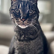 Skittles is registered to the contest to win money with this photo: animal, cat, close_up, curious, domestic_cat, ears, eyes, face, feline, focus, fur, indoor, mammal, nose, pet, portrait, sitting, soft_background, tabby, whiskers