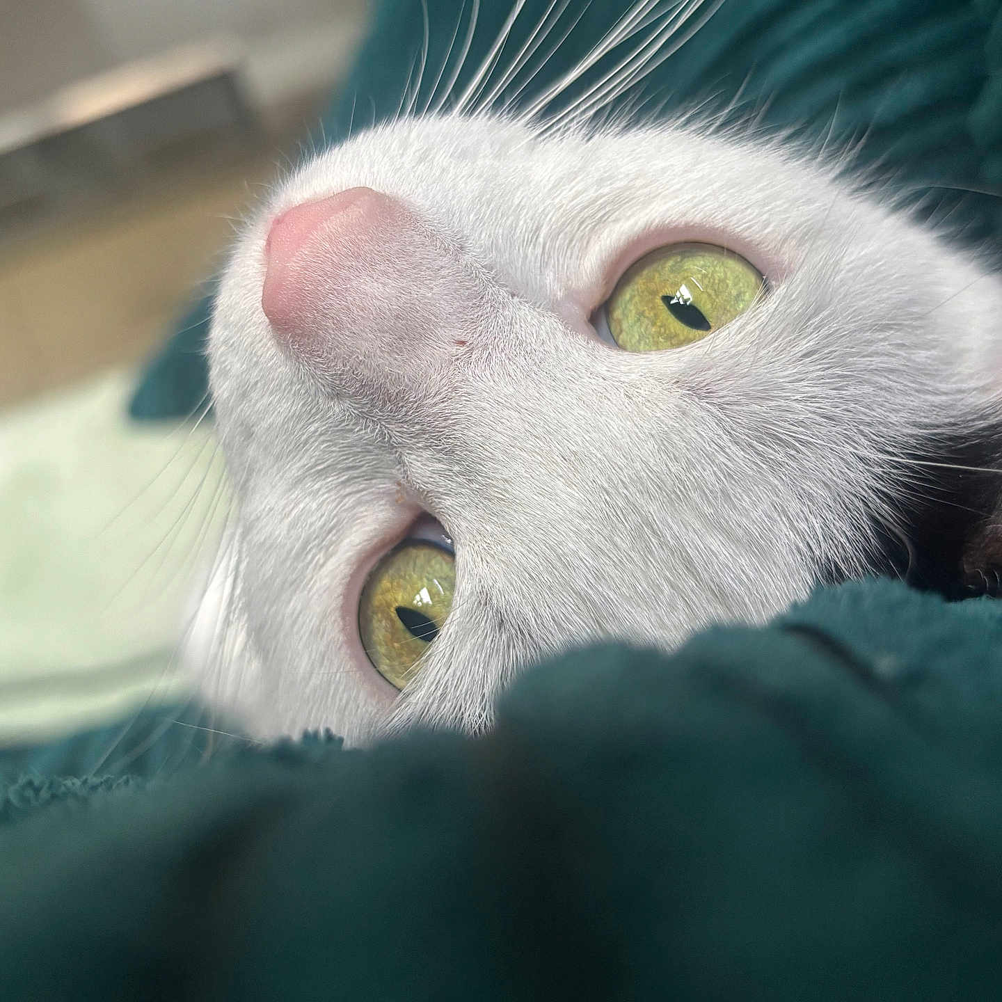 Neo is registered to the contest to win money with this photo: animal, blanket, cat, close_up, cozy, curious, cute, domestic_cat, face, feline, fur, green_eyes, indoor, pet, portrait, relaxing, resting, soft_texture, whiskers, white_cat