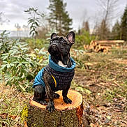 Patrick joined the competition — help win amazing prizes! animal, autumn, bark, canine, cute, dog, forest, french_bulldog, grass, jacket, leaf, moss, nature, outdoor, overcast, pet, plant, portrait, tree_stump, wood