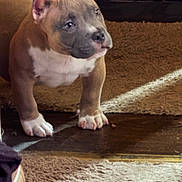 Chop joined the competition — help win amazing prizes! puppy, dog, brown, white, indoor, carpet, curious, sunlight, pet, young, cute, animal, floor, small, domestic_animal, fur, ears, paws, standing, looking