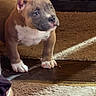 puppy, dog, brown, white, indoor, carpet, curious, sunlight, pet, young, cute, animal, floor, small, domestic_animal, fur, ears, paws, standing, looking
