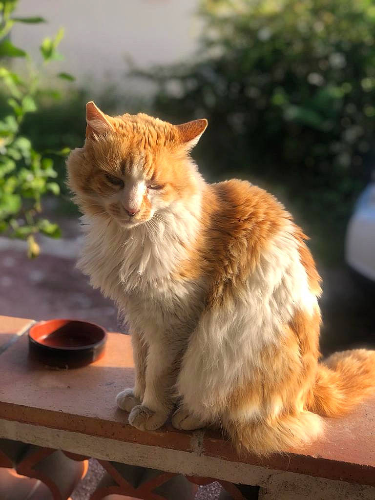 Spark a rejoint le concours — aidez-le/la à gagner de superbes lots ! aegean_cat, carnivore, cat, cymric, domestic_long_haired_cat, domestic_short_haired_cat, european_shorthair, fawn, felidae, german_rex, kurilian_bobtail, mammal, norwegian_forest_cat, polydactyl_cat, small_to_medium_sized_cats, somali, tabby_cat, tail, vertebrate, whiskers