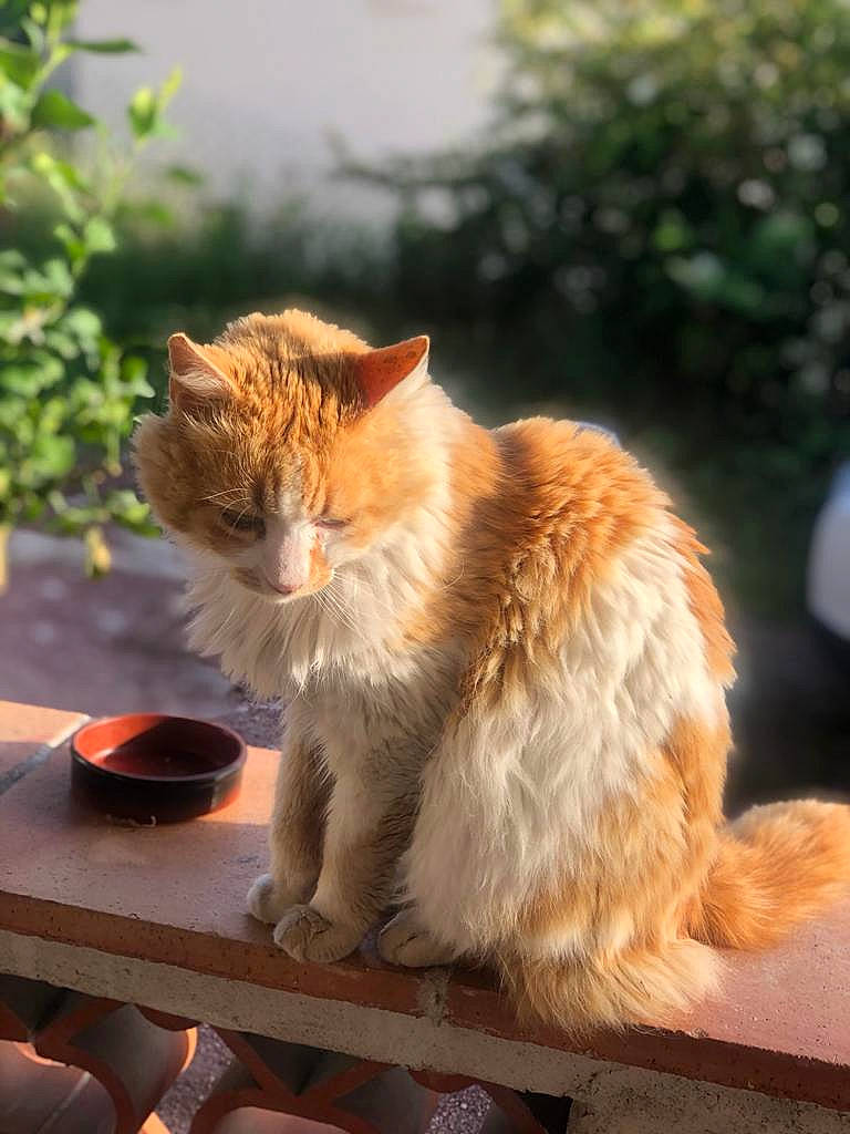 Spark participe au concours pour gagner de l'argent avec cette photo : aegean_cat, british_semi_longhair, carnivore, cat, cymric, domestic_long_haired_cat, domestic_short_haired_cat, european_shorthair, fawn, felidae, fur, german_rex, kurilian_bobtail, mammal, polydactyl_cat, sitting, small_to_medium_sized_cats, snout, tail, whiskers