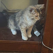 Skittles is registered to the contest to win money with this photo: kitten, cat, fur, wooden_shelf, floor, cable, power_strip, curious, indoor, pet, animal, small, feline, domestic_cat, whiskers, paws, young, cute, exploring, furniture