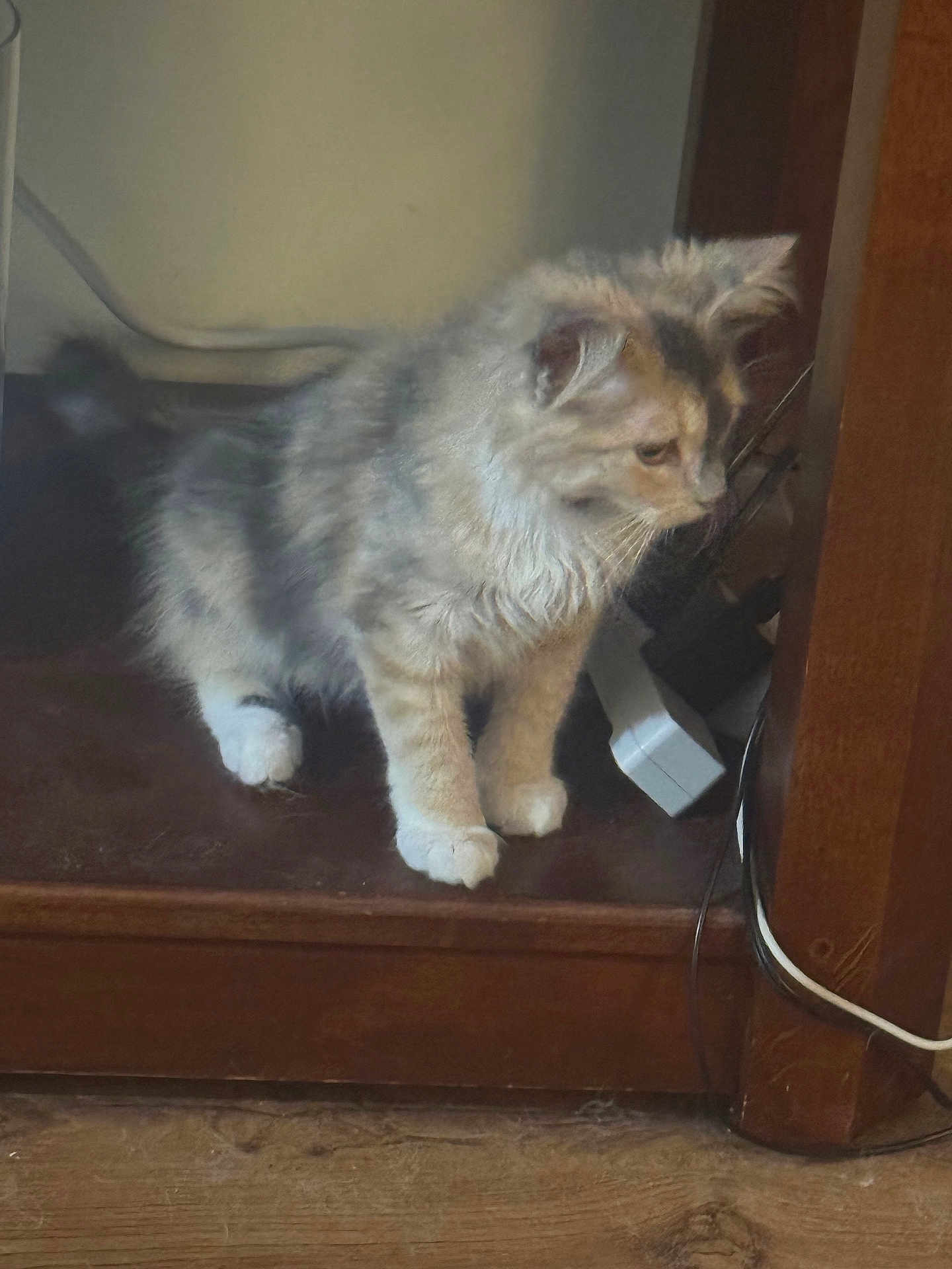 Skittles is registered to the contest to win money with this photo: kitten, cat, fur, wooden_shelf, floor, cable, power_strip, curious, indoor, pet, animal, small, feline, domestic_cat, whiskers, paws, young, cute, exploring, furniture