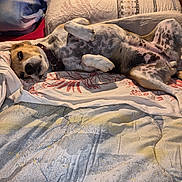 Vicky a rejoint le concours — aidez-le/la à gagner de superbes lots ! dog, spotted_dog, pet, animal, belly_up, sleeping, relaxed, playful, paws, bed, bedroom, blanket, pillows, home, indoor, portrait, collar, brown_and_white, comfortable, funny