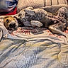 dog, spotted_dog, pet, animal, belly_up, sleeping, relaxed, playful, paws, bed, bedroom, blanket, pillows, home, indoor, portrait, collar, brown_and_white, comfortable, funny