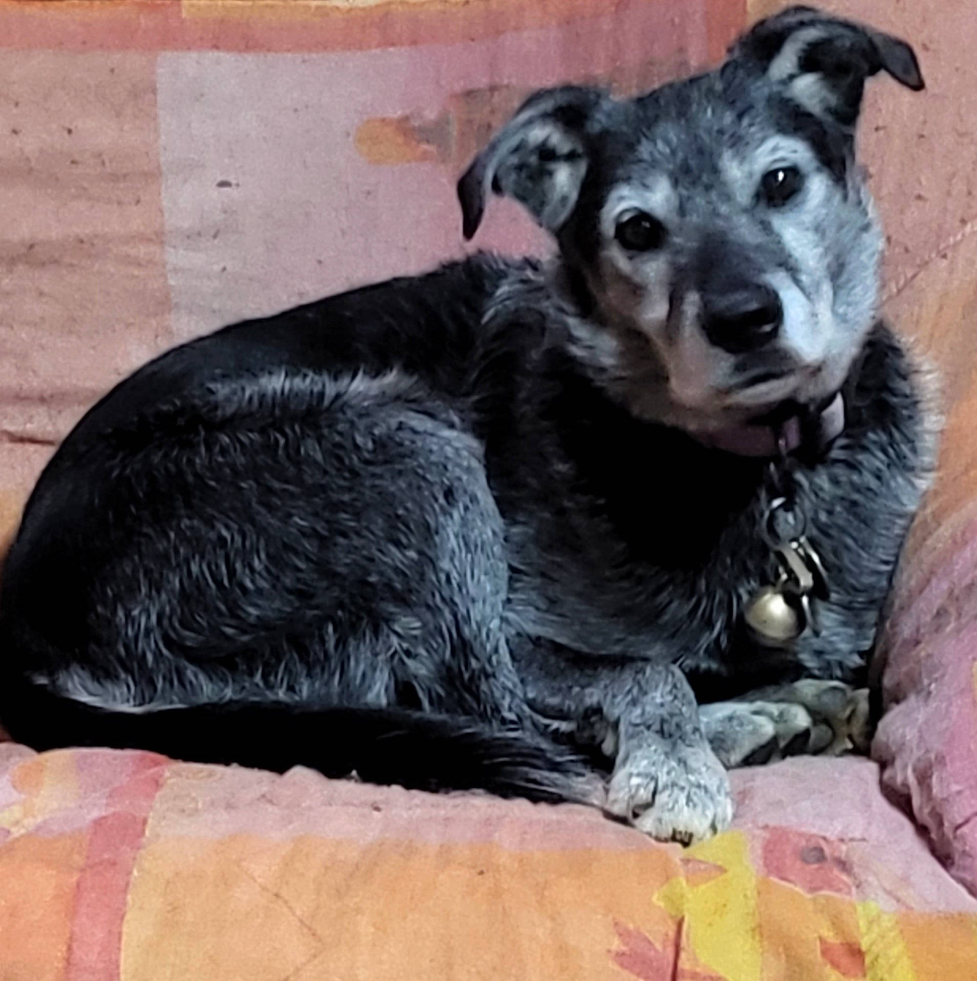Heidi