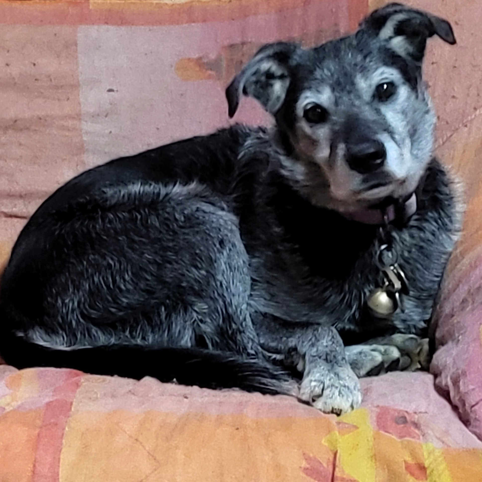 Heidi