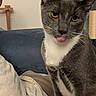cat, gray_cat, white_chest, tongue_out, golden_eyes, whiskers, ears, sitting, close_up, portrait, indoor, bedroom, bed, blanket, couch, pillow, home, cross, pet, funny