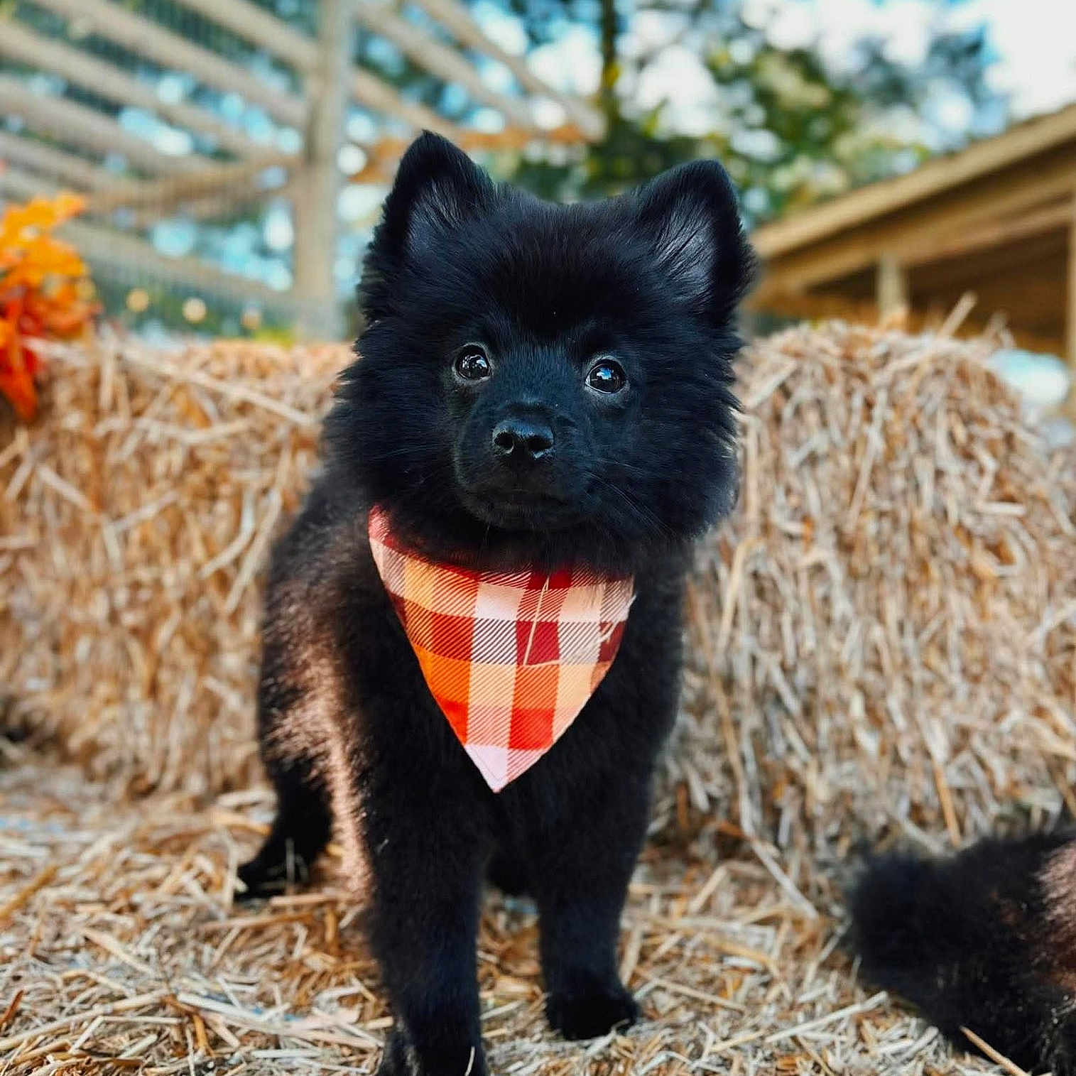 Koda