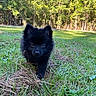 Koda is registered to the contest to win money with this photo: dog, puppy, black_dog, fluffy, outdoors, grass, forest, trees, nature, garden, portrait, front_facing, standing, walking, cute, fur, ears, eyes, sunlight, lawn