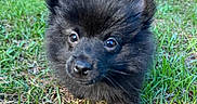 Koda joined the competition — help win amazing prizes! puppy, dog, black_fur, fluffy, canine, animal, pet, outdoor, grass, lawn, forest, woodland, sunlight, portrait, closeup, face, ears, eyes, nose, playful