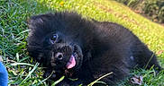 Koda is registered to the contest to win money with this photo: animal, backyard, black_dog, blue_sky, cute, dog, fluffy, fur, grass, greenery, lawn, lying_down, outdoor, pet, playful, portrait, puppy, sunlight, tongue_out, trees