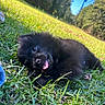 Koda is registered to the contest to win money with this photo: puppy, dog, black_dog, fluffy, tongue_out, lying_down, grass, lawn, outdoor, backyard, sunlight, blue_sky, trees, greenery, playful, cute, fur, pet, animal, portrait